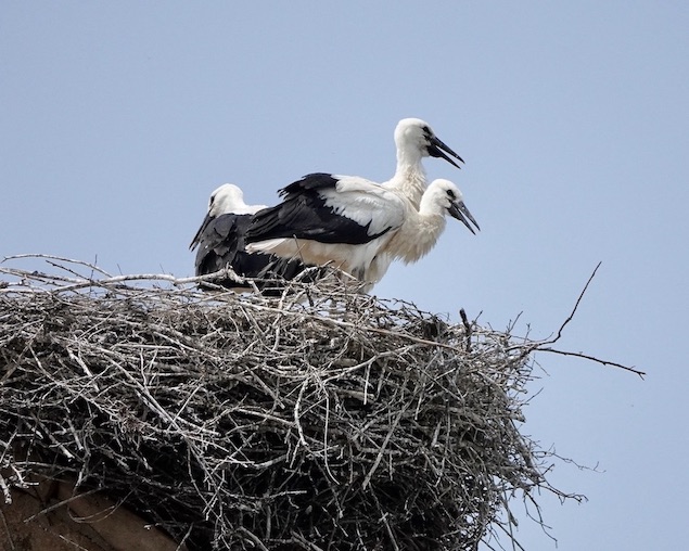 white stork